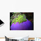 Anemone Wall Decal