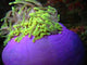 Anemone Wall Decal