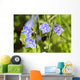 Speedwell / Veronica Wall Mural