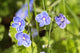 Speedwell / Veronica Wall Mural