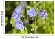 Speedwell / Veronica Wall Mural
