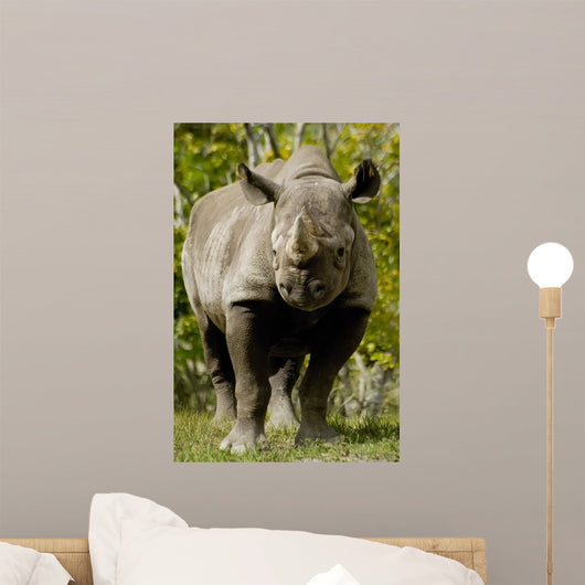 Black Rhinoceros Wall Mural