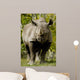 Black Rhinoceros Wall Mural