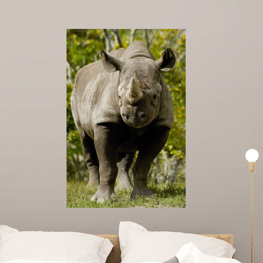 Black Rhinoceros Wall Mural