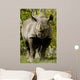 Black Rhinoceros Wall Mural