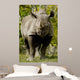 Black Rhinoceros Wall Mural