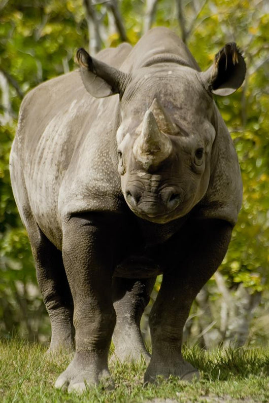 Black Rhinoceros Wall Mural