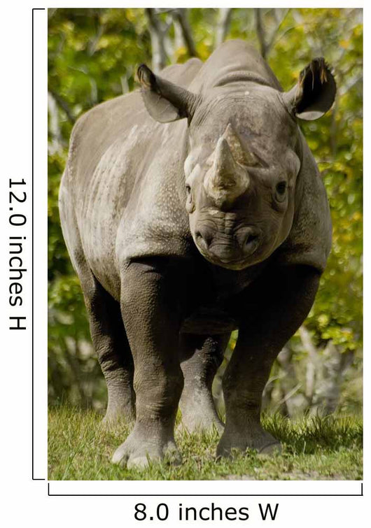 Black Rhinoceros Wall Mural