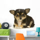 Chihuahua Poils Long Wall Decal