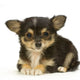 Chihuahua Poils Long Wall Decal