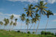 Palm Tree Island Wall Decal