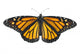 Monarch Butterfly