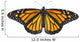 Monarch Butterfly