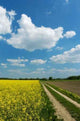Dirt Road among Fields Wall Decal