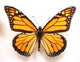 Monarch Butterfly Wall Decal