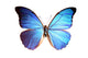 Blue Morpho Wall Decal