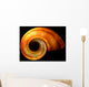Shell Wall Mural