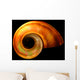 Shell Wall Mural