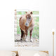 Pony Wall Mural