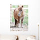 Pony Wall Mural