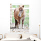 Pony Wall Mural