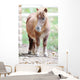 Pony Wall Mural