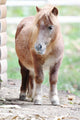 Pony Wall Mural