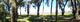 Micanopy Paynes Prairie2 United Wall Decal