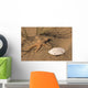 Sand Dollar and Star Wall Mural