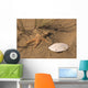 Sand Dollar and Star Wall Mural