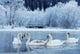 Schwanensee Wall Decal