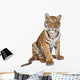 Portrait of Bengal Tiger, 1 year old, sitting, studio shot, Pant Wall Decal