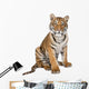 Portrait of Bengal Tiger, 1 year old, sitting, studio shot, Pant Wall Decal