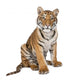 Portrait of Bengal Tiger, 1 year old, sitting, studio shot, Pant Wall Decal