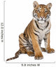 Portrait of Bengal Tiger, 1 year old, sitting, studio shot, Pant Wall Decal