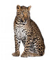 Sitting Leopard Wall Decal