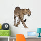 Portrait of leopard, Panthera pardus, walking, studio shot Wall Decal