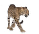 Portrait of leopard, Panthera pardus, walking, studio shot Wall Decal