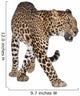 Portrait of leopard, Panthera pardus, walking, studio shot Wall Decal
