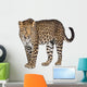 Portrait of leopard, Panthera pardus, standing, studio shot Wall Decal