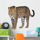 Portrait of leopard, Panthera pardus, standing, studio shot Wall Decal