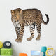 Portrait of leopard, Panthera pardus, standing, studio shot Wall Decal