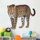 Portrait of leopard, Panthera pardus, standing, studio shot Wall Decal