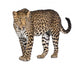 Portrait of leopard, Panthera pardus, standing, studio shot Wall Decal