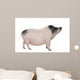 Side Gottingen Minipig