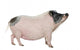Side Gottingen Minipig
