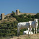 Chianina Cows and Monticchiello Wall Decal