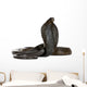 Egyptian Cobra, Naja Haje, studio shot Wall Decal
