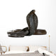 Egyptian Cobra, Naja Haje, studio shot Wall Decal