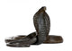 Egyptian Cobra, Naja Haje, studio shot Wall Decal